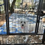 RV Pet Fence Options: Keep Your Dog Safe on the Road