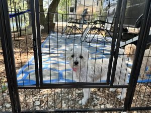 RV Dog Fence Options
